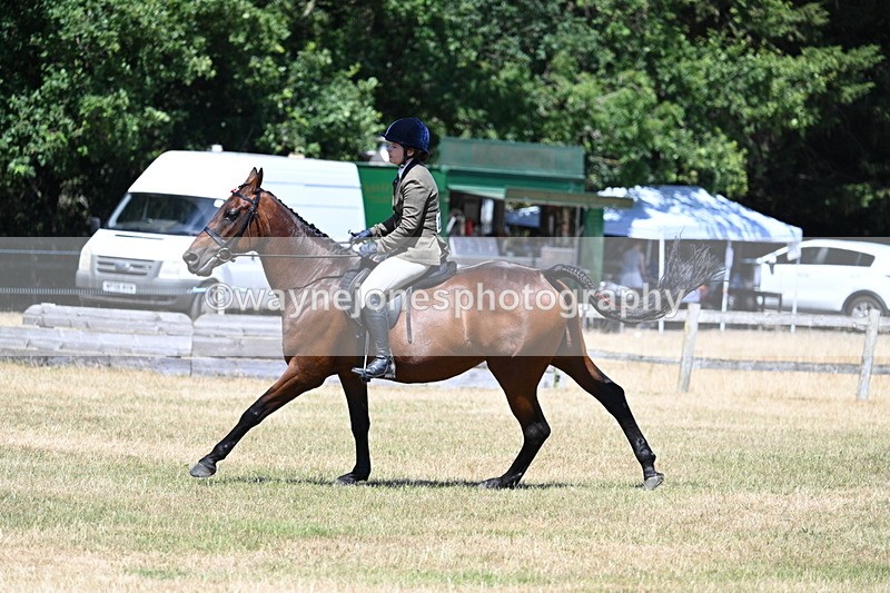 WJ7_3105 - Class 7 Riding Club Show Horse