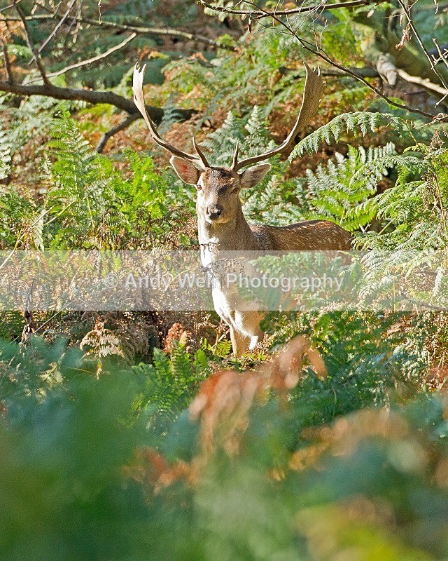 20111015-_MG_7220-535 - Fallow Deer