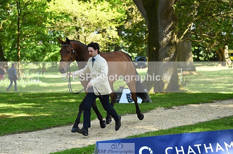 230524-161216-00754 - 255-HI_MR_HENRY-Henry_Hobby-WEDTrotUp+DR