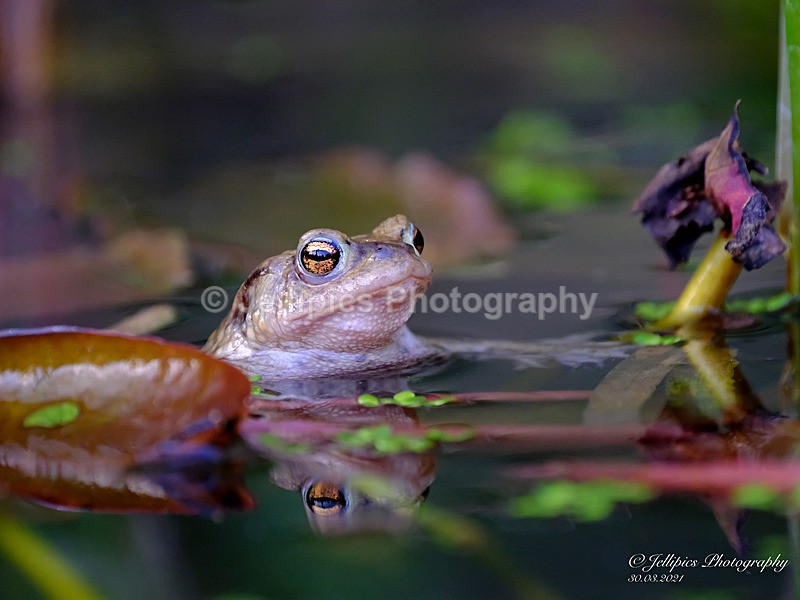  - Wildlife and Nature