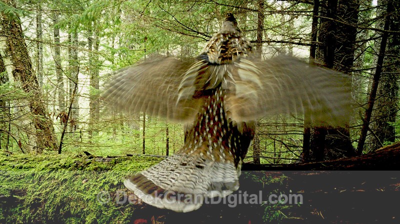 Drummer in the Woods - Birds of Atlantic Canada