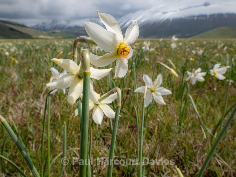 Poet's Narcissus (Narcissus poeticus) on the Piano Grande - Flowers in the Landscape - 2