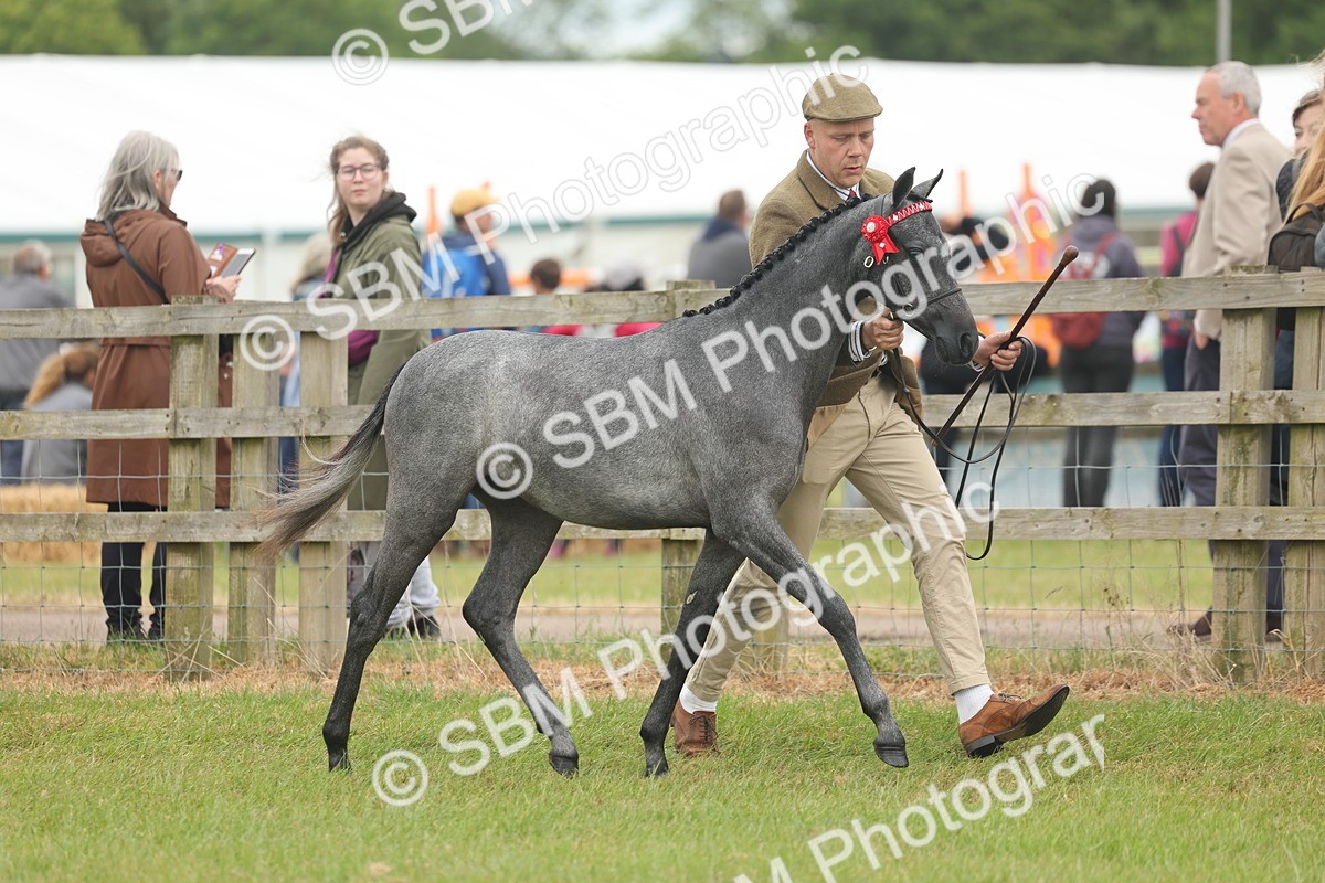 SBM_05351 - Class 68-73 - Riding Pony Breeding