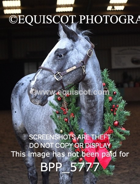 BPP_5777 - Marion West pony 2