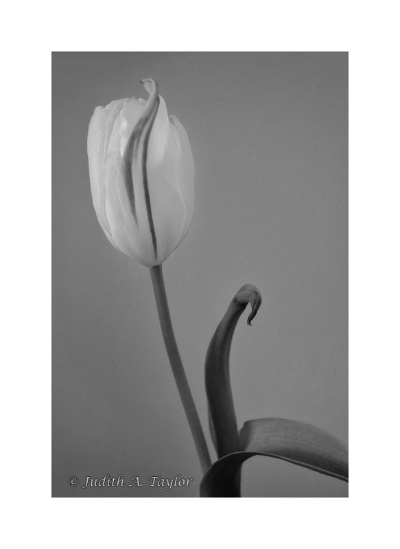 Tulip 3