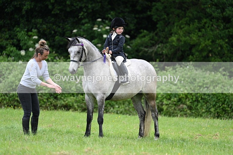 WJ7_4261 - Class 14A Handsome Gelding