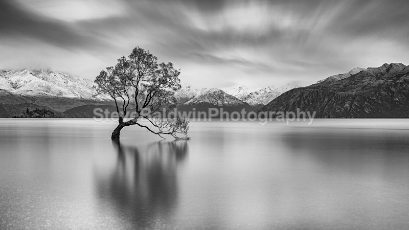 Wanaka Tree:124E - New Zealand