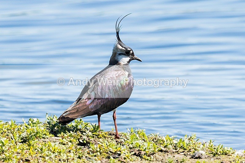 8E0A6150 - Lapwing