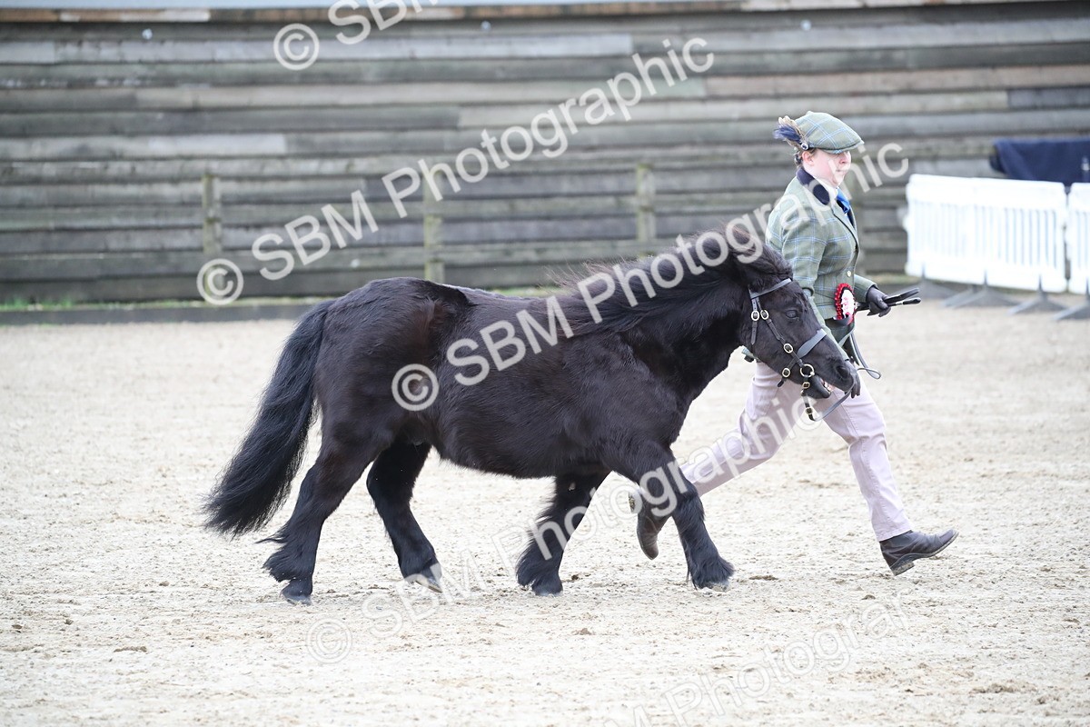 SBM_004078 - Class 1-4 - Young Stock classes Inc. In Hand Championship