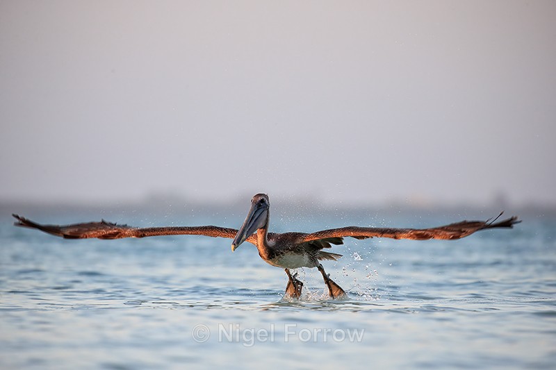 Brown Pelican lifts off from water, Sanibel Island, Florida - Brown Pelican