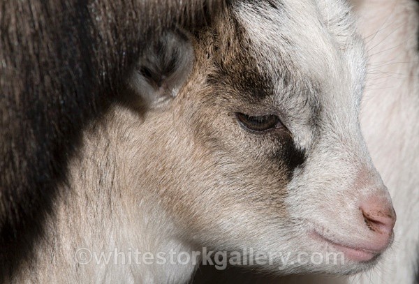 Goat - Wildlife and Animals