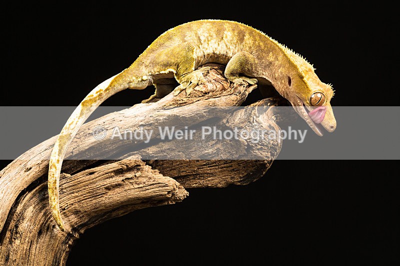 20140325-3K8A9369 - Lizards