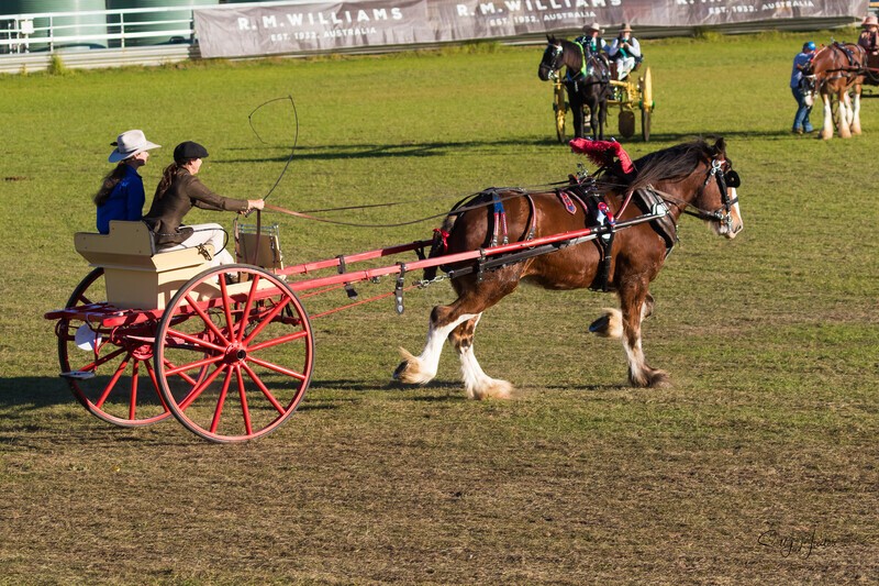 Harness Driving Challenge 25. 0A3A9737 - 2025 Senic Rim Clydesdale Spectacular