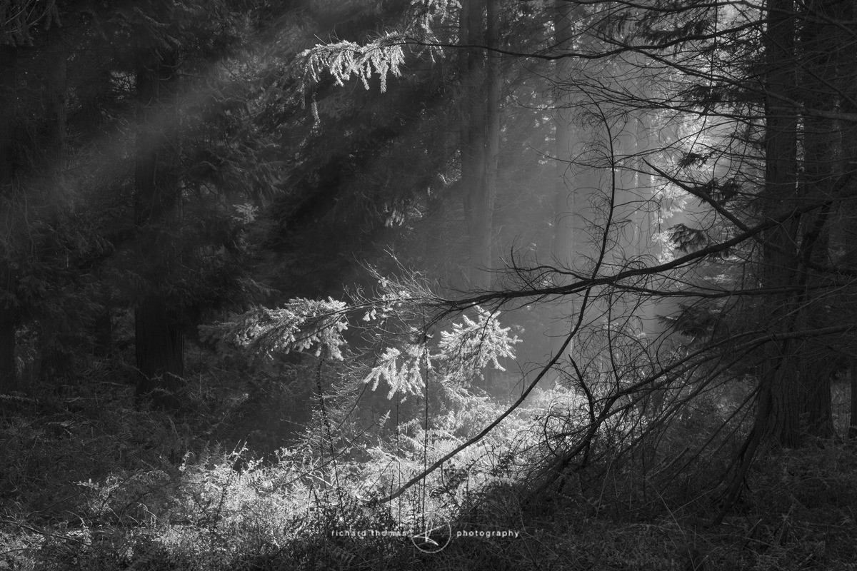 Beaming Alice - Mono Mist Trees