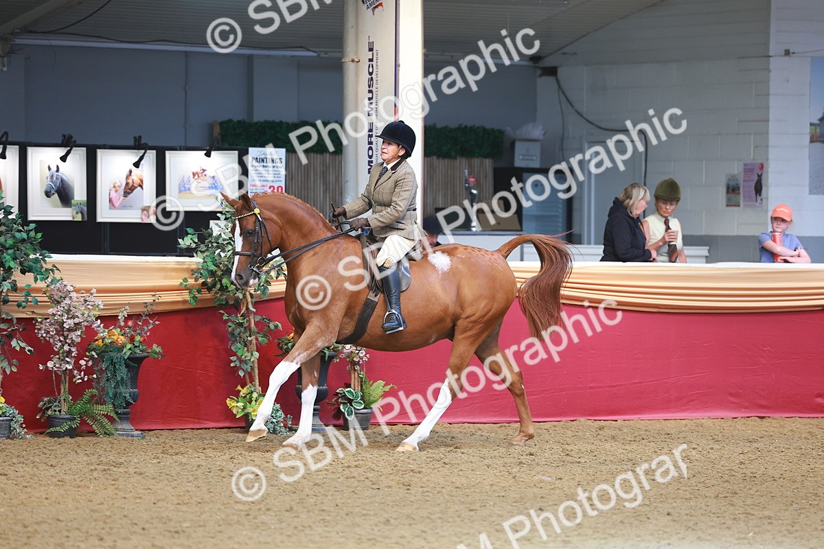 SBM_10587 - Class 103 - HOYS Veteran Qualifier - Ridden Pre Vet