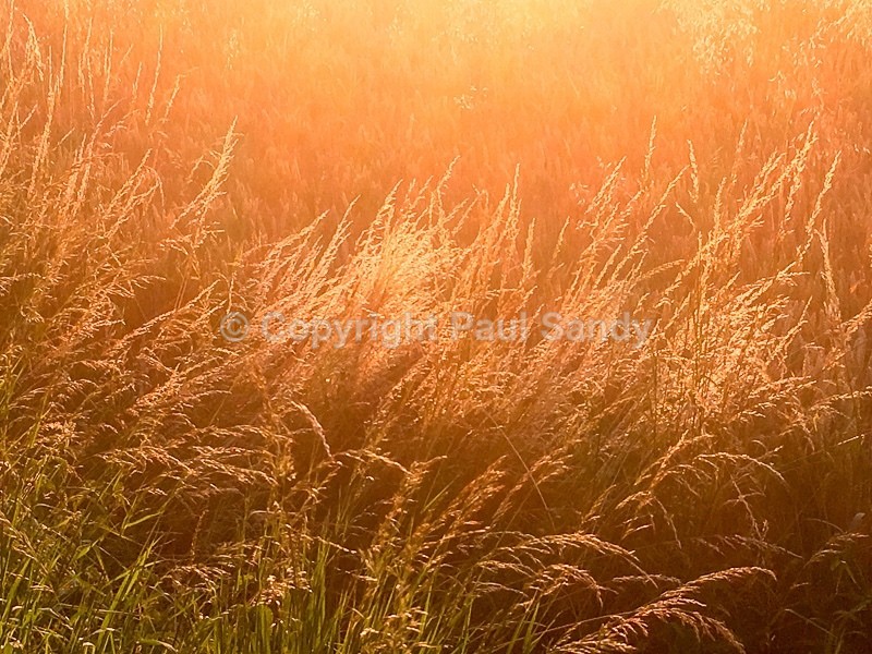 An original photograph by Paul Sandy - paulsandy.co.uk - Recent