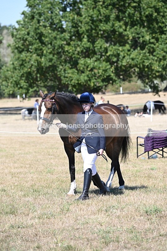 WJ6_8641 - Class 37b Best Loan Pony In-hand