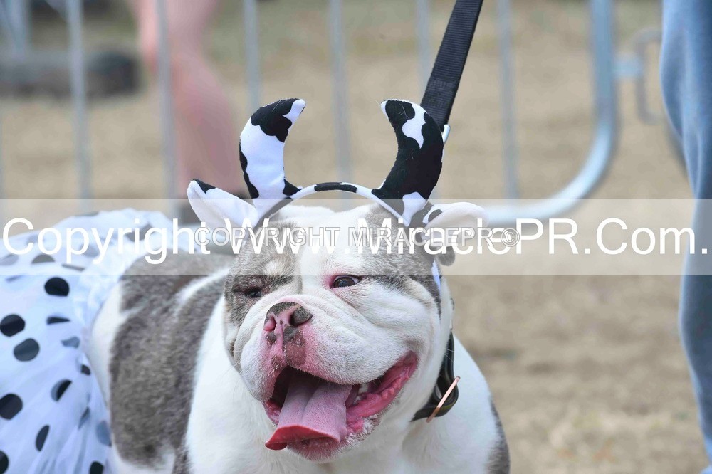 SH4_0280 - Dog show.