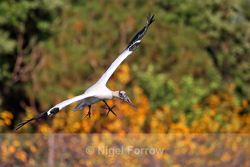 Wood Stork on final approach to land, Wakodahatchee Wetlands, Florida - Wood Stork