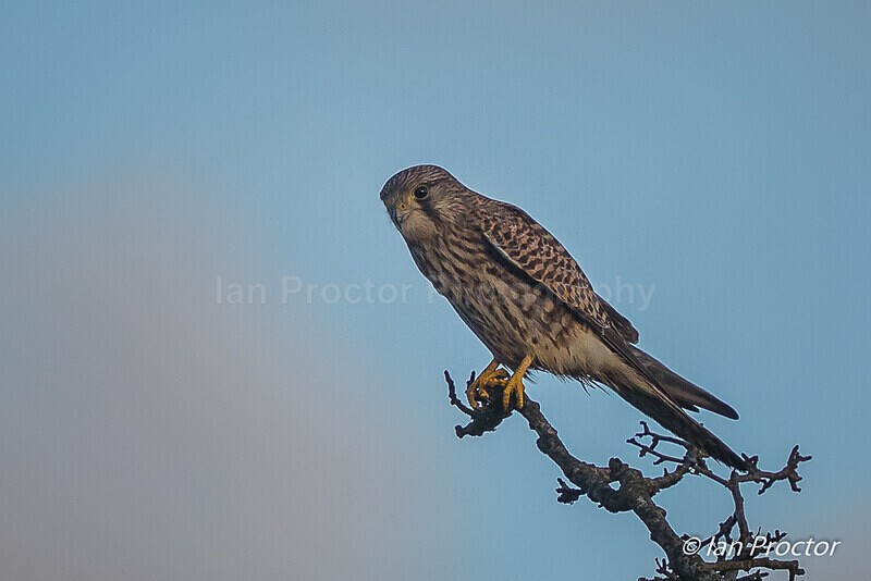 Kestrel (Falco tinnunculus) - Nature