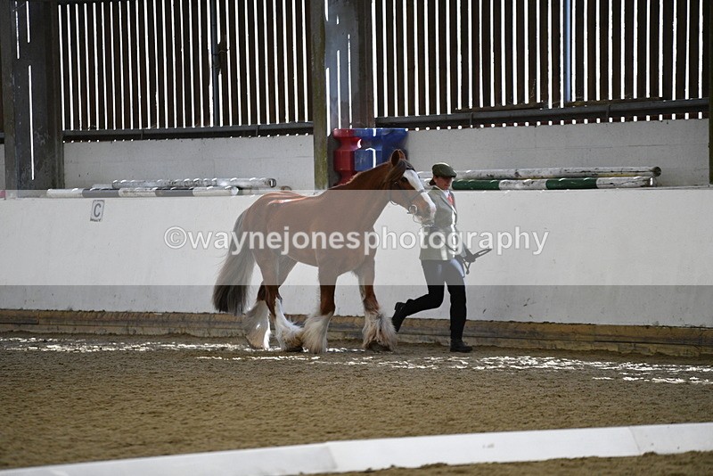 WJ5_5306 - Class 8 In hand cob