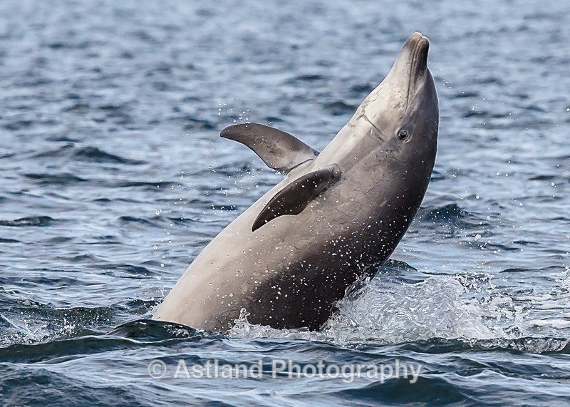 Astland Photography, Bird and Wildlife Images, Susan and Peter Wilson, U.K.