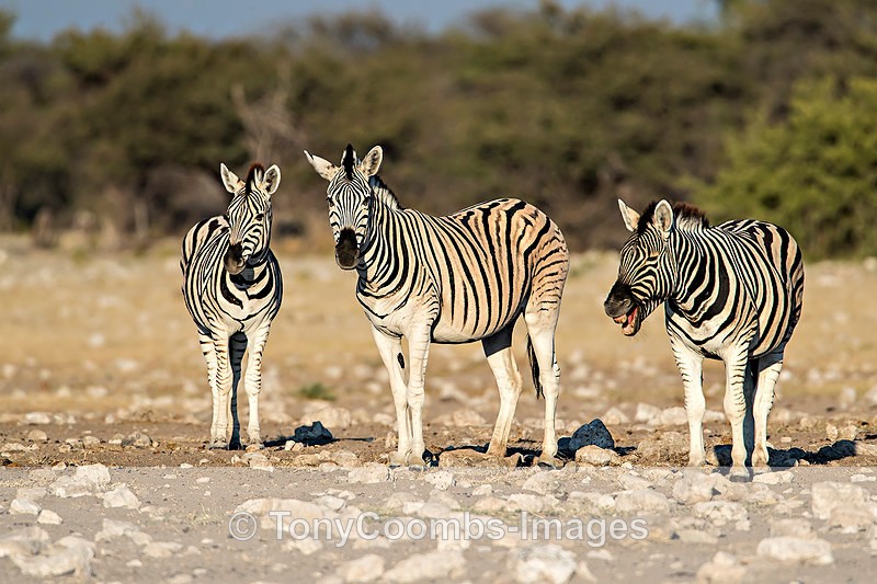 Burchills Zebra - Etosha National Park ~ Mammals