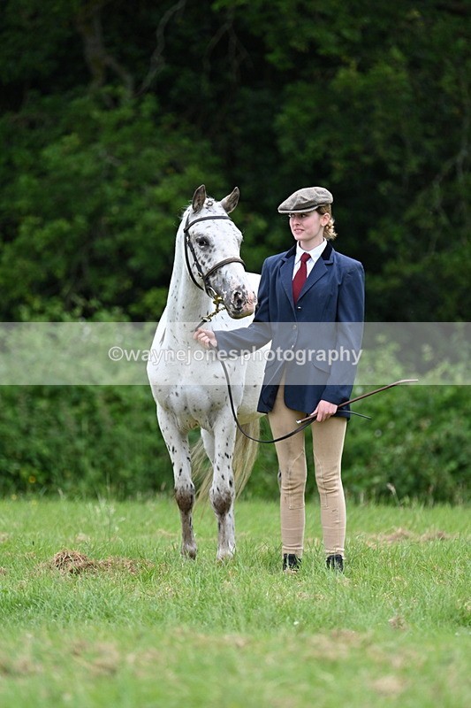 WJ7_4431 - Class 14B Prettiest Mare