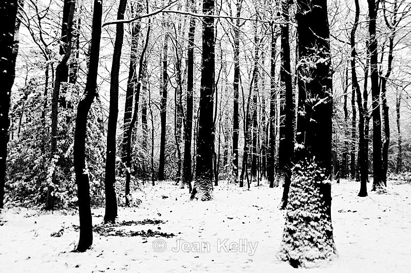 Tree - 0704 bw - Trees