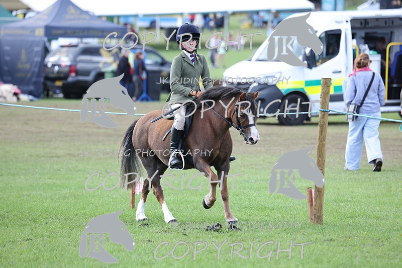 APP_4164 - Class 15a/b Pony club pony/Riding club horse