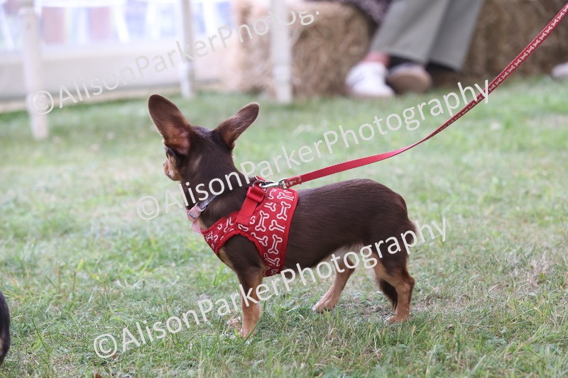 20250607-0203 - Class 4 - Little and Large