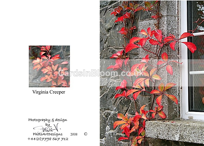 Autumn 5. Virginia Creeper - Autumn