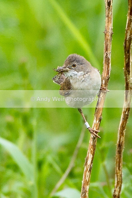 20120605-_MG_0188 - Whitethroat