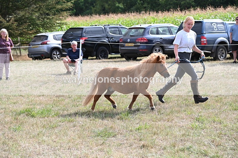 WJ6_6958 - Class 21 Shetland & Mini Horses