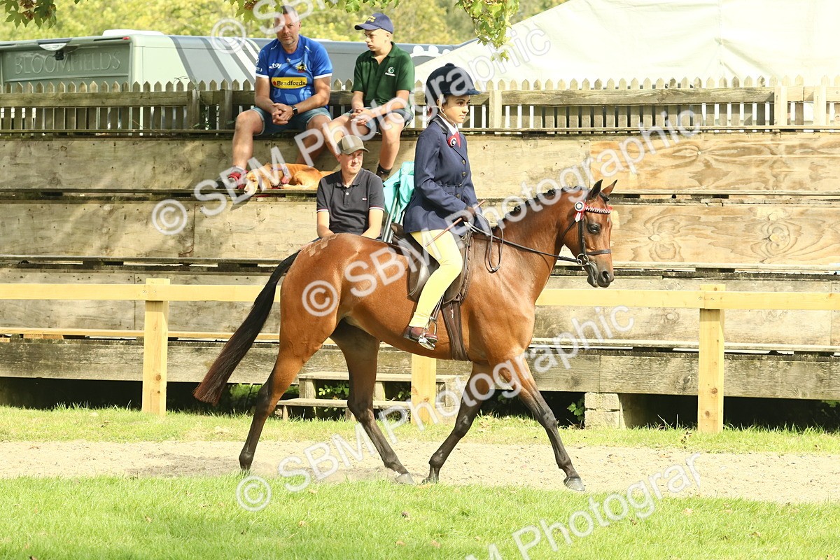 SBM_69013 - S58 - Mini Show Cob Ridden