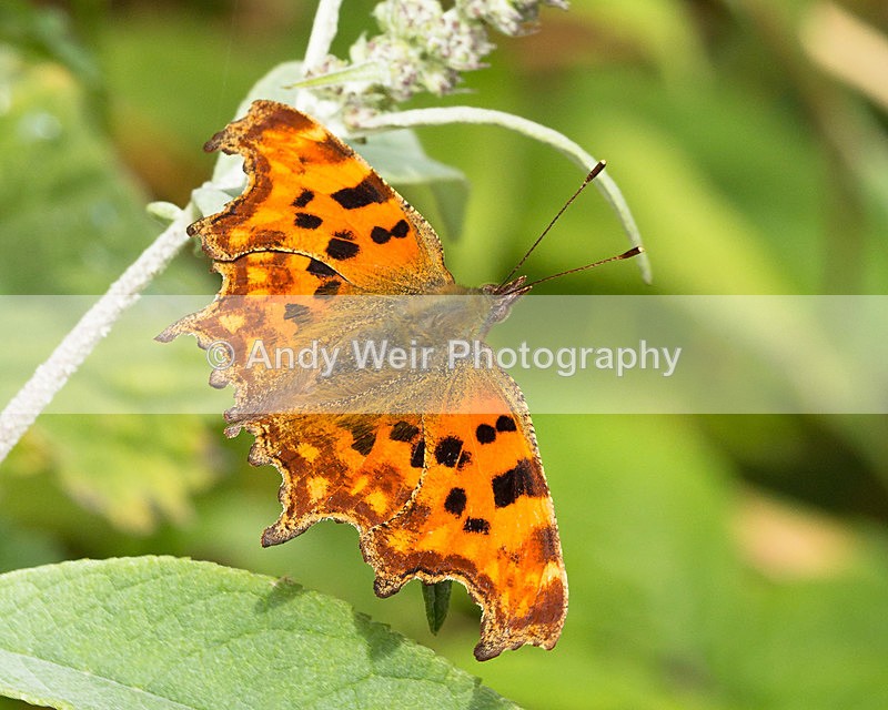 20150802-3K8A9177 - Butterflies & Moths