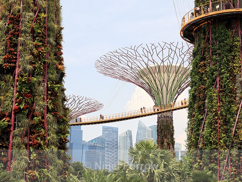 Supertrees and Skyway, Gardens by the Bay, Singapore - Singapore