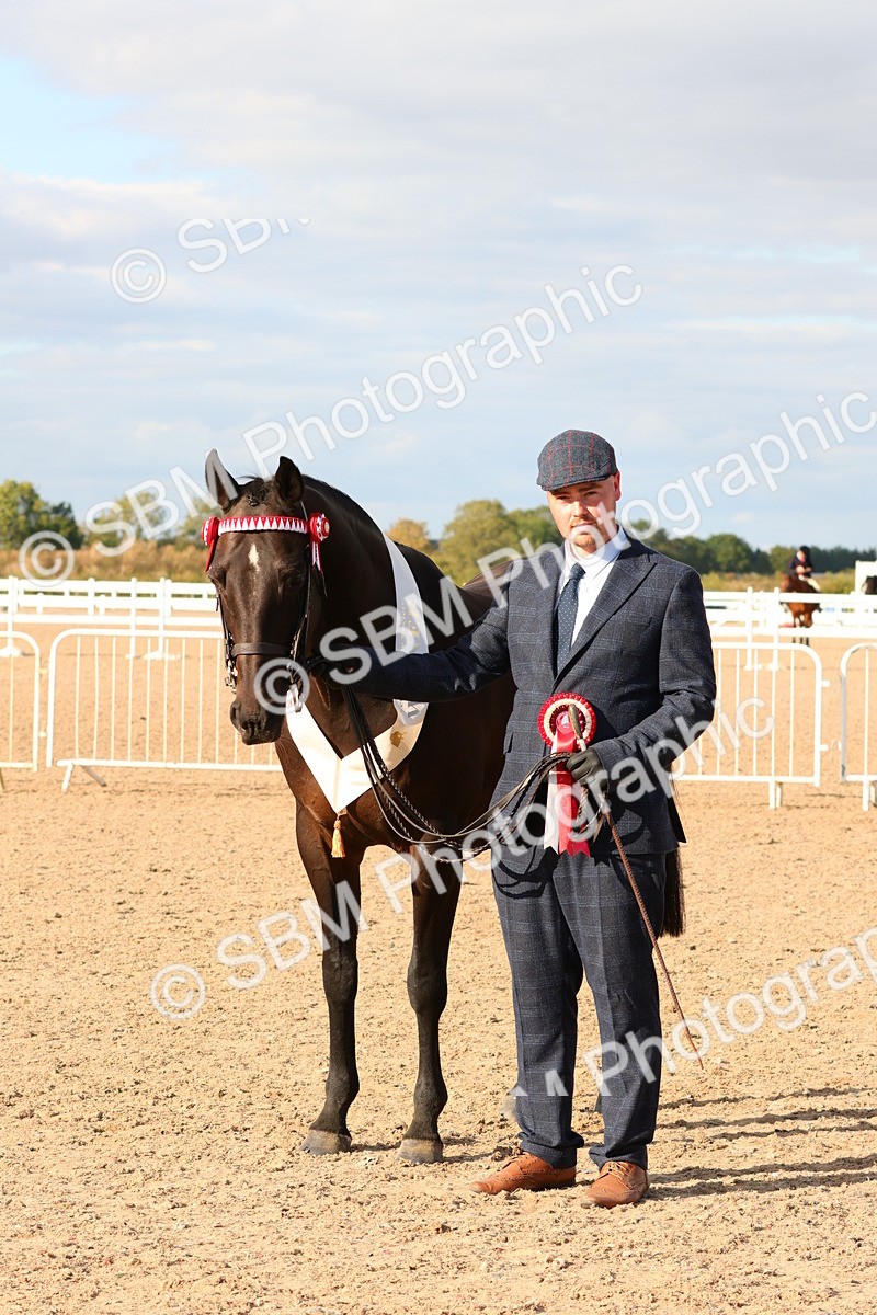 SBM_18418 - Class 318 - IH Part Bred Horse Pony