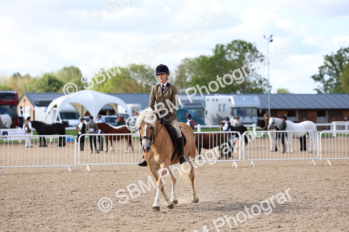 SBM_10879 - Class 305 - Ridden Foreign Breeds - Pure Bred