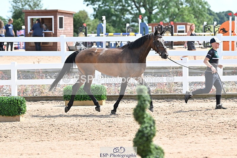 240717A-151125-02623 - Trot Up 3pm to 4pm