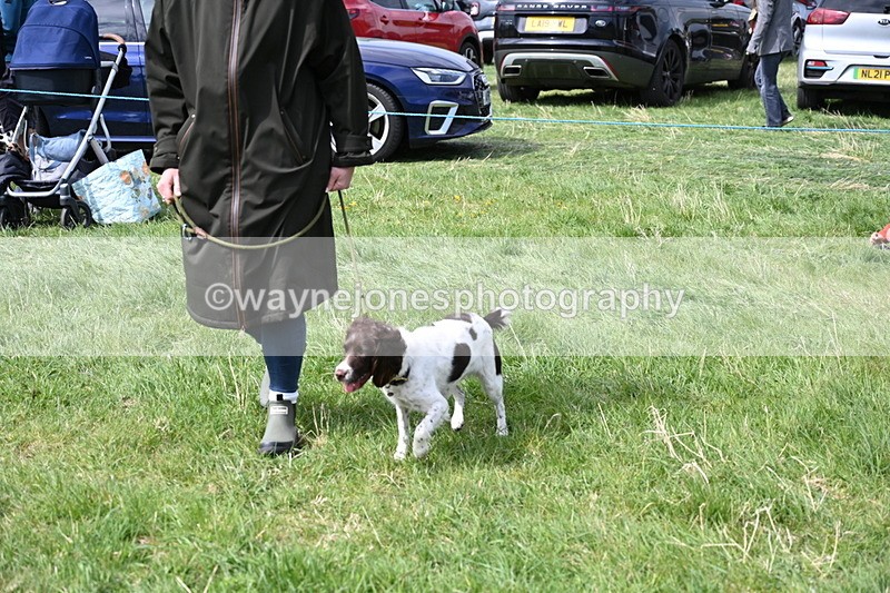 WJ6_9001 - Class 8 Best Working / Gun Dog or Bitch