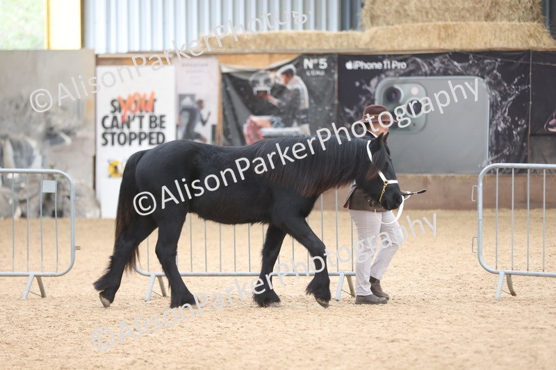 20251109-0828 - Class 25 - Yearling, Colt, Filly or Gelding