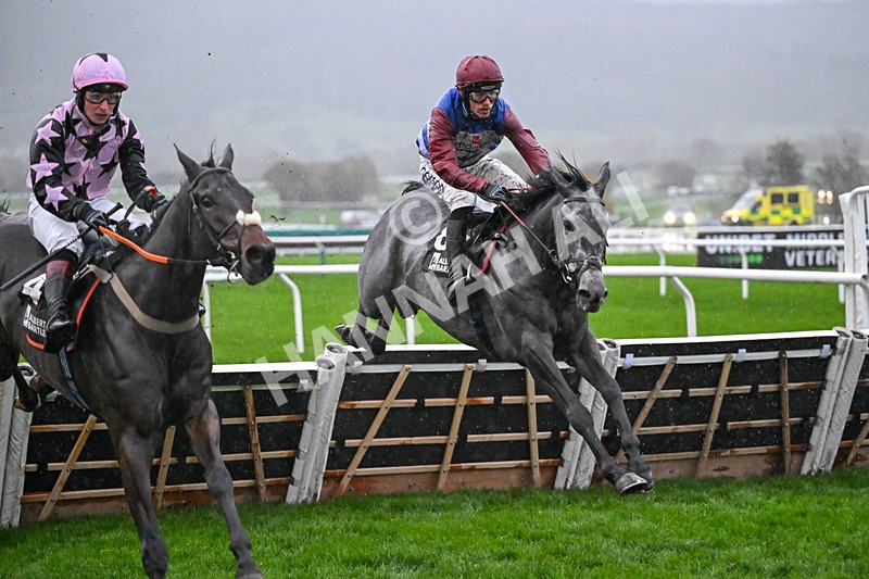 141125-Race 5-No Drama This End-0995 - Race 5
