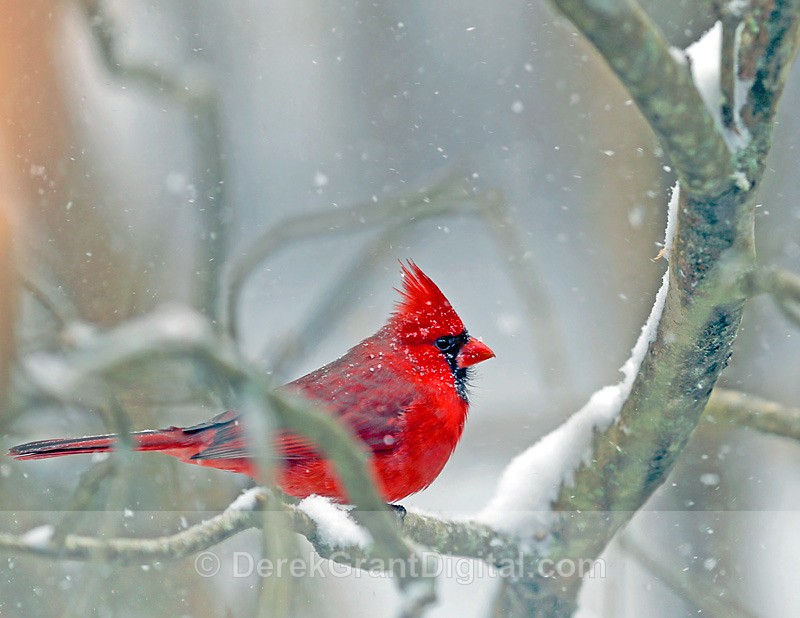 Northern Cardinal in a Snowstorm - Birds of Atlantic Canada