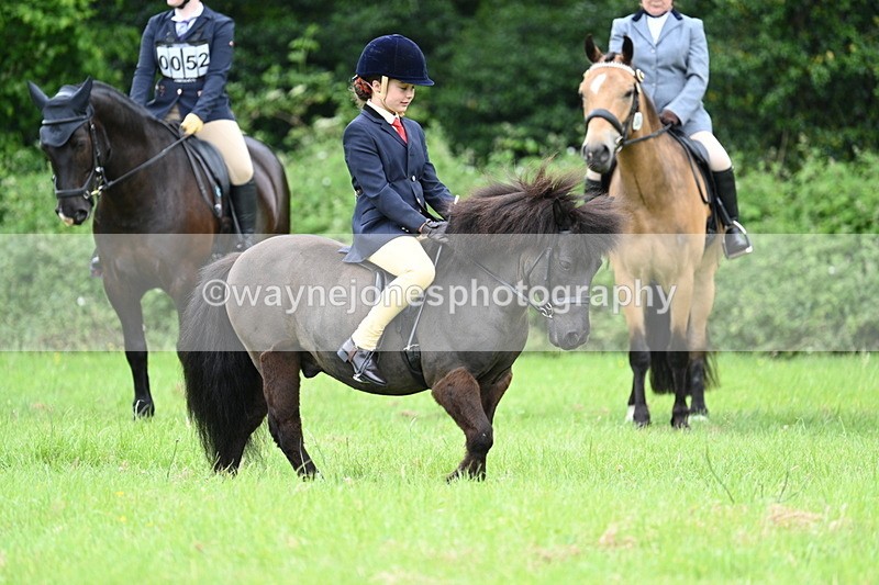 WJ7_3949 - Class 14A Handsome Gelding