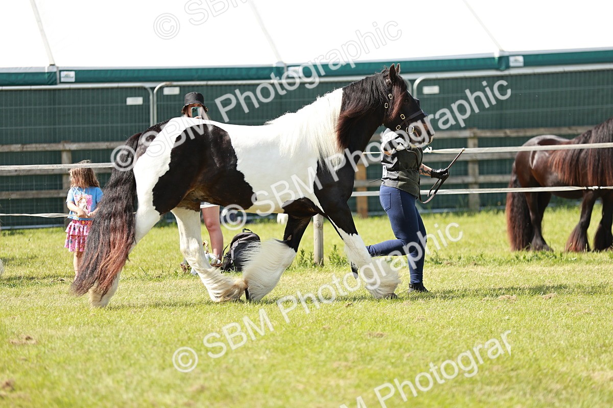 SBM_08759 - Class 63-65 - Traditional Gypsy Cobs In Hand & Ridden