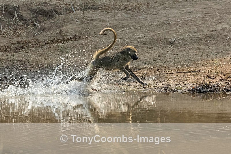 Baboon - Mana Pools ~ The Mammals