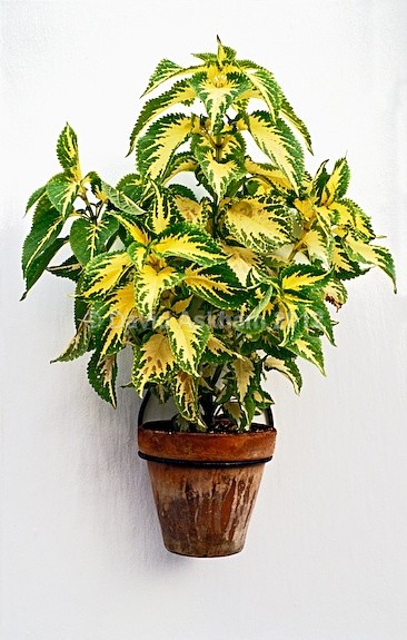 Coleus - Gardens & plants