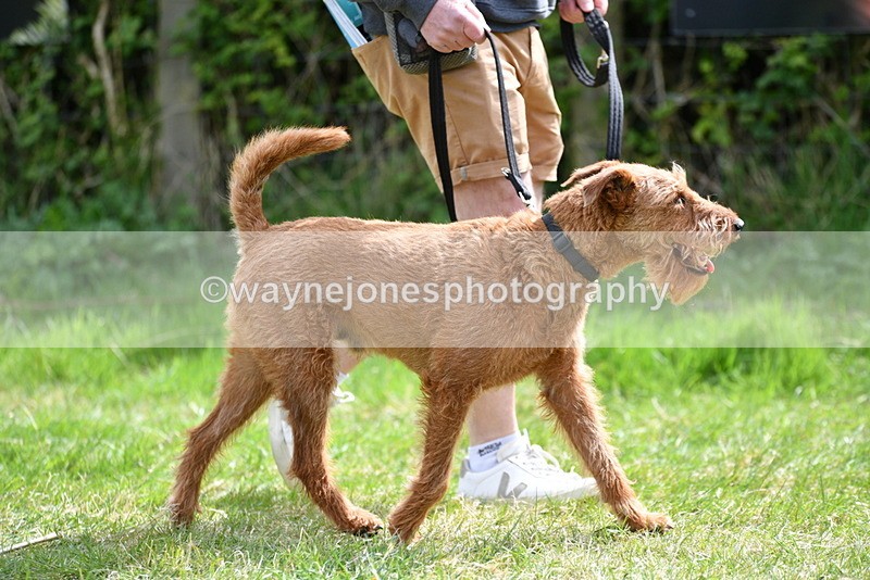 WJ5_9652 - Class 3 Most Handsome Dog