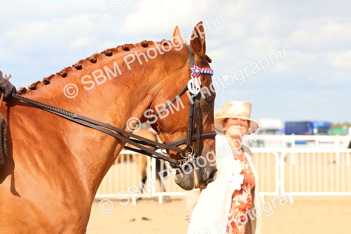 SBM_16249 - Class 217 - Ridden Retired Racehorse